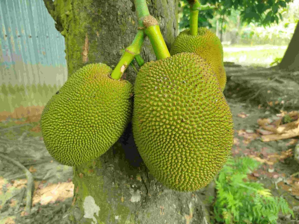Top health benefits of jackfruit in the USA
